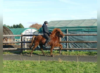 Caballos islandeses, Caballo castrado, 5 años, 140 cm, Alazán