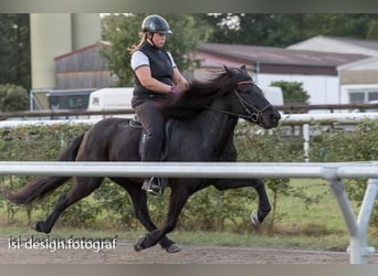 Caballos islandeses, Caballo castrado, 5 años, 140 cm, Alazán-tostado