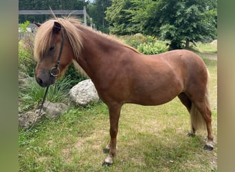 Caballos islandeses, Caballo castrado, 5 años, 140 cm, Alazán-tostado