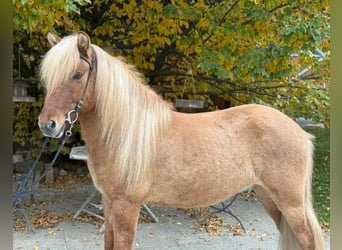 Caballos islandeses, Caballo castrado, 5 años, 140 cm, Bayo