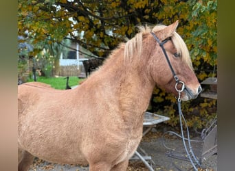 Caballos islandeses, Caballo castrado, 5 años, 140 cm, Bayo