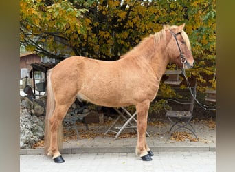 Caballos islandeses, Caballo castrado, 5 años, 140 cm, Bayo