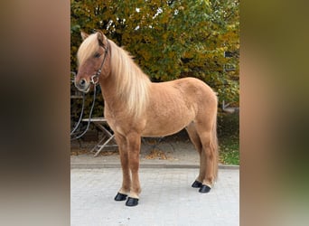 Caballos islandeses, Caballo castrado, 5 años, 140 cm, Bayo