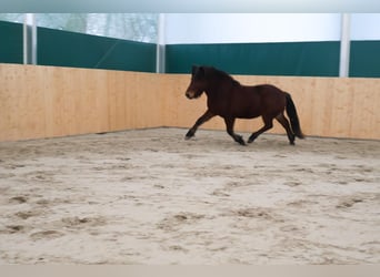 Caballos islandeses, Caballo castrado, 5 años, 140 cm, Castaño oscuro