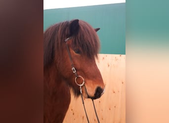 Caballos islandeses, Caballo castrado, 5 años, 140 cm, Castaño oscuro