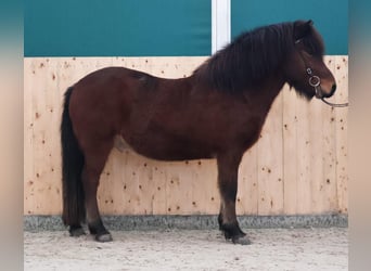 Caballos islandeses, Caballo castrado, 5 años, 140 cm, Castaño oscuro