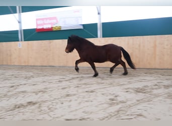 Caballos islandeses, Caballo castrado, 5 años, 140 cm, Castaño oscuro