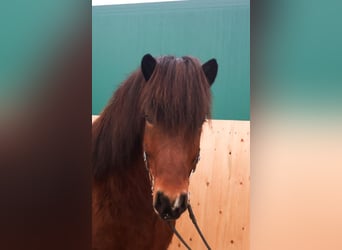 Caballos islandeses, Caballo castrado, 5 años, 140 cm, Castaño oscuro