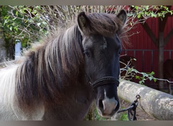 Caballos islandeses, Caballo castrado, 5 años, 141 cm, Pío