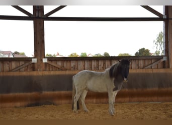 Caballos islandeses, Caballo castrado, 5 años, 141 cm, Pío