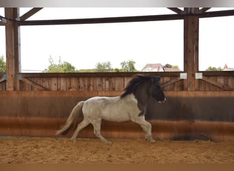 Caballos islandeses, Caballo castrado, 5 años, 141 cm, Pío