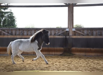 Caballos islandeses, Caballo castrado, 5 años, 141 cm, Pío