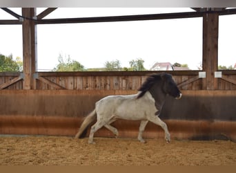 Caballos islandeses, Caballo castrado, 5 años, 141 cm, Pío