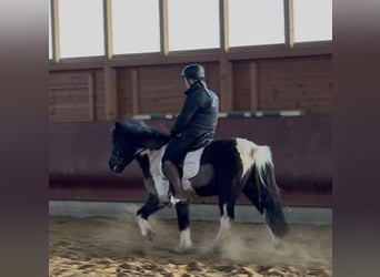 Caballos islandeses, Caballo castrado, 5 años, 141 cm, Pío