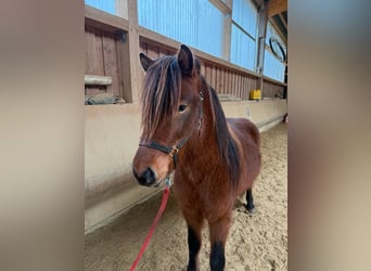 Caballos islandeses, Caballo castrado, 5 años, 142 cm, Castaño