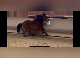 Caballos islandeses, Caballo castrado, 5 años, 142 cm, Castaño