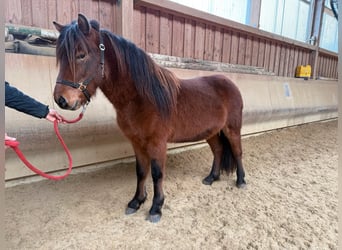 Caballos islandeses, Caballo castrado, 5 años, 142 cm, Castaño