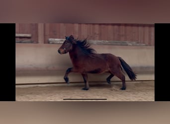 Caballos islandeses, Caballo castrado, 5 años, 142 cm, Castaño