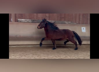 Caballos islandeses, Caballo castrado, 5 años, 142 cm, Castaño