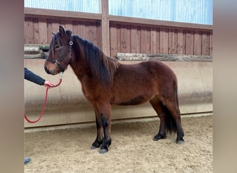 Caballos islandeses, Caballo castrado, 5 años, 142 cm, Castaño