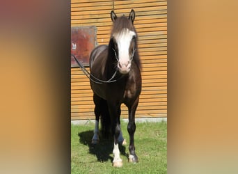 Caballos islandeses, Caballo castrado, 5 años, 142 cm, Negro