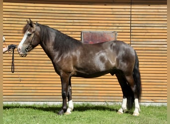 Caballos islandeses, Caballo castrado, 5 años, 142 cm, Negro