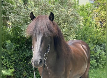 Caballos islandeses, Caballo castrado, 5 años, 142 cm, Negro