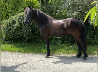 Caballos islandeses, Caballo castrado, 5 años, 142 cm, Negro