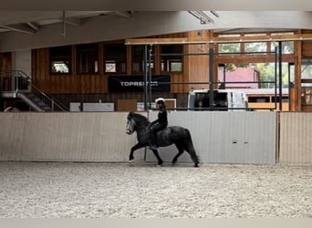 Caballos islandeses, Caballo castrado, 5 años, 142 cm, Tordillo negro