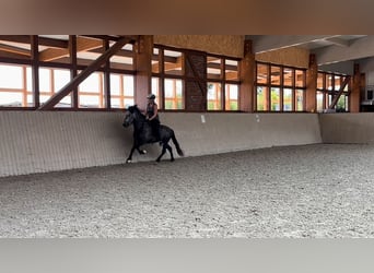 Caballos islandeses, Caballo castrado, 5 años, 142 cm, Tordillo negro