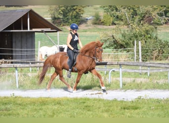 Caballos islandeses, Caballo castrado, 5 años, 143 cm, Alazán rojizo