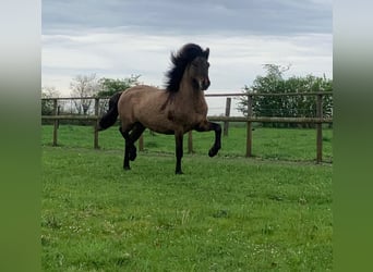 Caballos islandeses, Caballo castrado, 5 años, 143 cm, Bayo