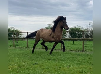 Caballos islandeses, Caballo castrado, 5 años, 143 cm, Bayo