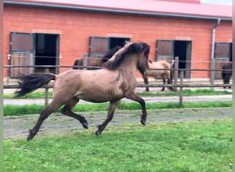 Caballos islandeses, Caballo castrado, 5 años, 143 cm, Bayo