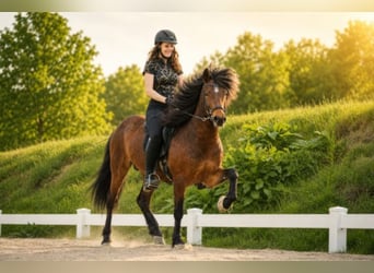 Caballos islandeses, Caballo castrado, 5 años, 143 cm, Castaño