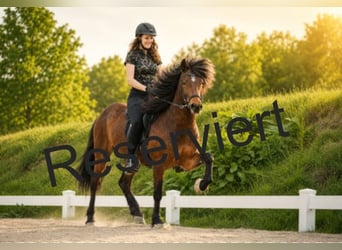 Caballos islandeses, Caballo castrado, 5 años, 143 cm, Castaño