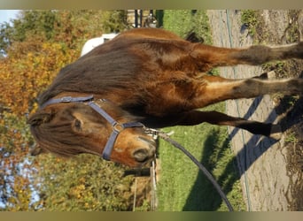 Caballos islandeses, Caballo castrado, 5 años, 143 cm, Castaño oscuro