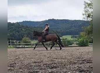 Caballos islandeses, Caballo castrado, 5 años, 143 cm, Castaño oscuro