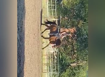 Caballos islandeses, Caballo castrado, 5 años, 143 cm, Castaño oscuro