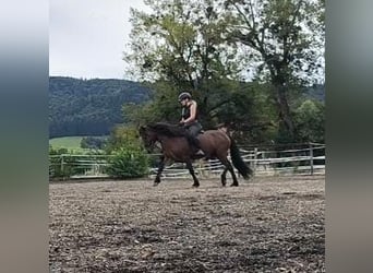 Caballos islandeses, Caballo castrado, 5 años, 143 cm, Castaño oscuro