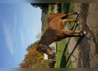 Caballos islandeses, Caballo castrado, 5 años, 143 cm, Castaño oscuro