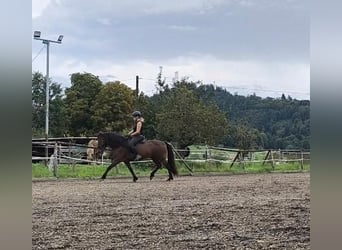 Caballos islandeses, Caballo castrado, 5 años, 143 cm, Castaño oscuro