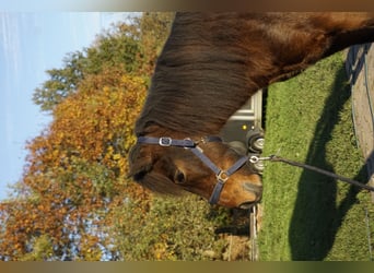 Caballos islandeses, Caballo castrado, 5 años, 143 cm, Castaño oscuro