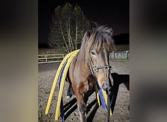 Caballos islandeses, Caballo castrado, 5 años, 143 cm, Castaño oscuro