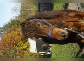 Caballos islandeses, Caballo castrado, 5 años, 143 cm, Castaño oscuro