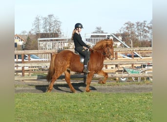 Caballos islandeses, Caballo castrado, 5 años, 144 cm, Alazán
