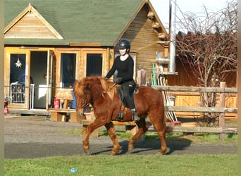Caballos islandeses, Caballo castrado, 5 años, 144 cm, Alazán