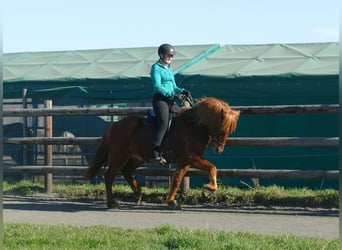 Caballos islandeses, Caballo castrado, 5 años, 144 cm, Alazán