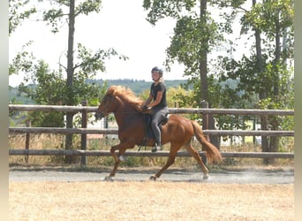Caballos islandeses, Caballo castrado, 5 años, 144 cm, Alazán