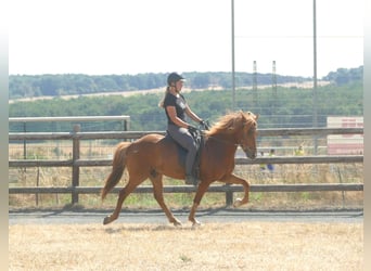 Caballos islandeses, Caballo castrado, 5 años, 144 cm, Alazán